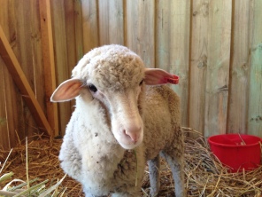 Such an adorable little lamb face!