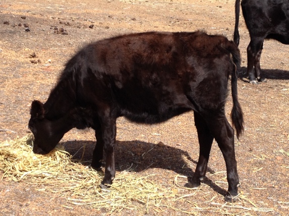 carona's calf